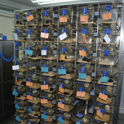 Mice Breeding