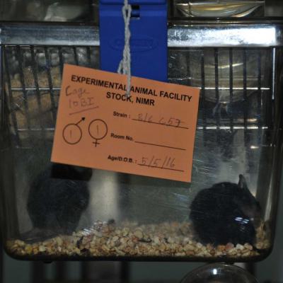 Experimental Animal Facility Stock