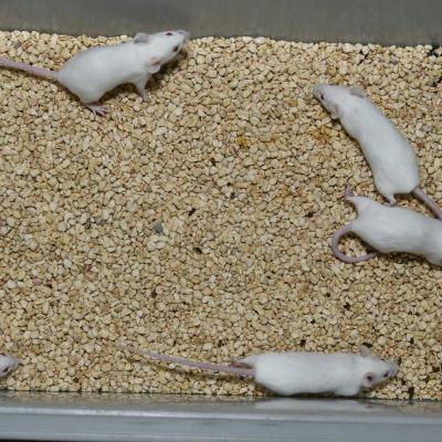 Balb C Mice
