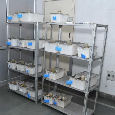 Mice Experiment Room
